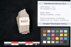 Foto (Objekt + Etikett) von Pinus taedaeformis Unger (NHMW-GEO-2024-0188-6652)